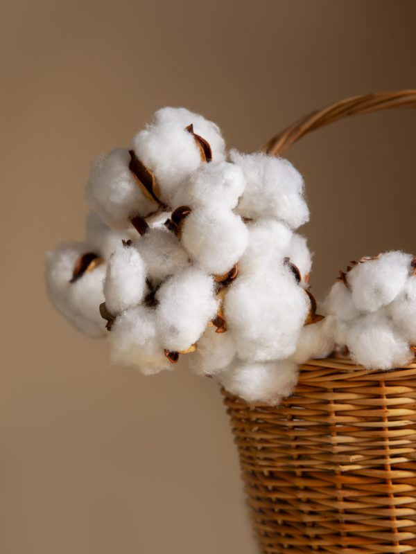 cotton-plants-still-life